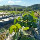 청태농장 이미지