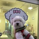 여니네 펫공방 이미지