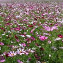 삼삼오오농장 이미지