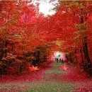 카네기무도장 이미지