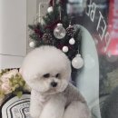 둥둥펫살롱 이미지