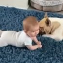 천사강아지 이미지