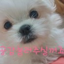 부시시 이미지