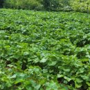 흥산농장 이미지