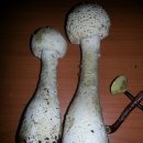 흰가시광대버섯(닭다리버섯) 임상실험 이미지