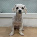 멍멍아 미용하자 이미지