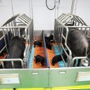 제주흑돼지 이미지