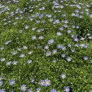 전남제일요양병원 | 전남제일요양병원 2026 화순봄꽃축제에 다녀오다!!