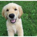 친절한 동물병원 이미지