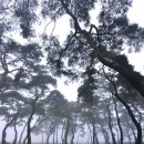 솔밭공원1 이미지