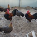 게임잉글리쉬 이미지