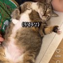 춘봉