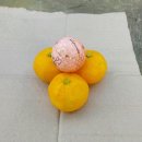 애월농장 이미지