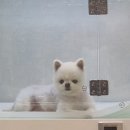 닥터장 동물의료센터 이미지