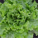 상추 카카오 검색결과