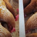 부자농장1 이미지