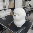 애견팡팡 이미지