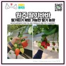 원주 딸기바바, 설날에도 딸기 따기 체험 가능! 예약 필수