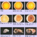 병아리펜션 이미지