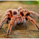 거미대문 이미지