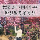 서서학동 주민센터 | 여기 무조건 가세요 완산칠봉 꽃동산 사진스팟 대공개 주차 꿀팁 전주 겹벚꽃 개화시기 사진스팟 방문후기