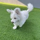 스테이영 애견학교 이미지