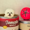 알로하펫 이미지