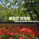 불갑사 관광휴양단지 | [100대명산] 영광 불갑산으로 상사화 보러 다녀오자 (불갑사 ~ 연실봉 원점회귀 코스)