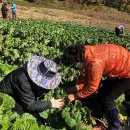 녹색농장 이미지