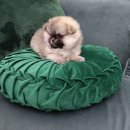 NOBLESSE.PET 이미지