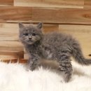 베베캣 고양이 이미지