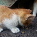오순이네 이미지