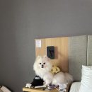 세븐일레븐 포항해동로점 | 포항 애견동반 여행 1박 2일 솔직 후기