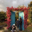 삼달신풍로 | 제주 동쪽 관광지 제주투어패스로 알차게 즐긴 고흐의정원 솔직 후기