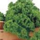 (주)서영헬스앤팜 | 콜라드 collard / 쌈 케일 kale , 크라우저 케일 krauser kale / 곱슬 [ 컬리 ] 케일 gobsl [ curly...