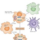 Myeloid-derived suppressor cells as regulators of the immune system 이미지