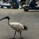 시장수산 | 호주여행 시드니 수산시장 피쉬마켓 솔직후기