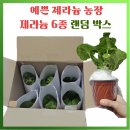 유럽농장 | 식물 쇼핑! 예쁜제라늄 농장 6종 랜덤 박스 공구 언박싱