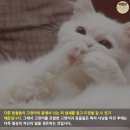 그루밍 - 전주시 덕진구 가재미로 26 | 그루밍