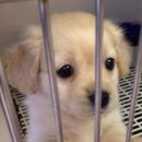 카페델카미노