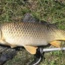 신토불이 이미지