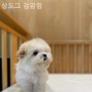 상도그 검암점 이미지