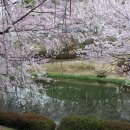 2012년 전국 벚꽃축제 일정 이미지