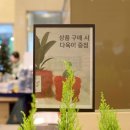 퍼피트리 | 식물인테리어 미니화분 커버 '뉴디맨드' 천안 신세계백화점 팝업스토어