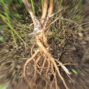 황기농장 이미지