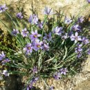 소박한 뜰 이미지