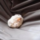 유복 Daum카페