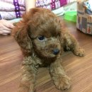 꽁지펜션 이미지