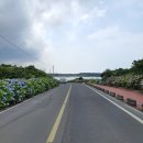 종달리수국길 이미지