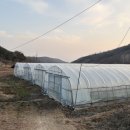 박소현미나리 이미지